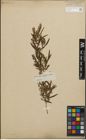 Foto von Salix humboldtiana Willd.
